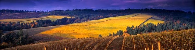 vineyards-banner.jpg
