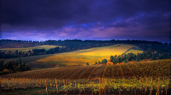 vineyards-wood-manses.jpg