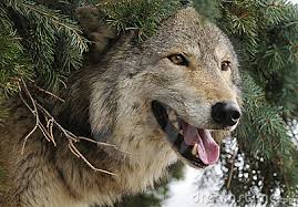 Warner wolf.jpg