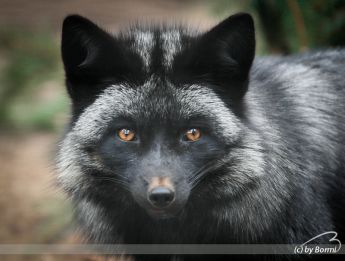 Silver-fox-sib.jpg