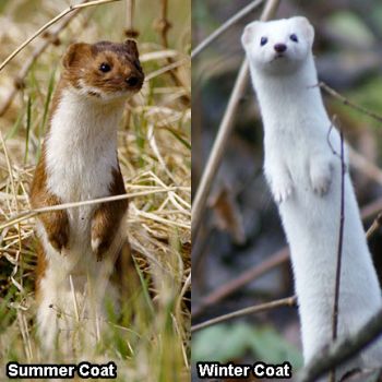 Nonametheweasel.jpg